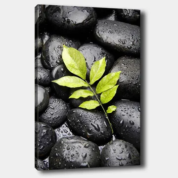 Canvas taulu 70x100 cm - Vihreä oksa kasvaa mustien kivien kokoelmasta - Musta / Vihreä - Sisustustuotteet - Taulu & taide - Canvas-taulu