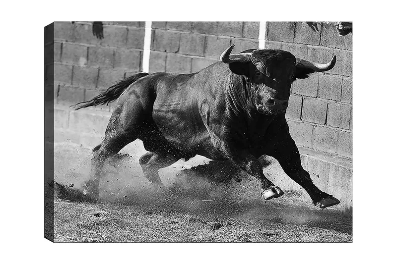 Canvas taulu 70x100 cm - Voimakas härkä liikkeessä, tallennettuna intensiivisen ja vahvan hetken muodossa, Musta / Harmaa