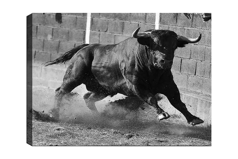 Canvas taulu 70x100 cm - Voimakas härkä liikkeessä, tallennettuna intensiivisen ja vahvan hetken muodossa, Musta / Harmaa