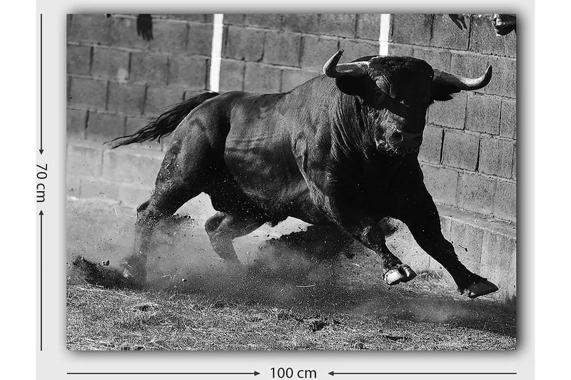 Canvas taulu 70x100 cm - Voimakas härkä liikkeessä, tallennettuna intensiivisen ja vahvan hetken muodossa - Musta / Harmaa - Sisustustuotteet - Taulu & taide - Canvas-taulu