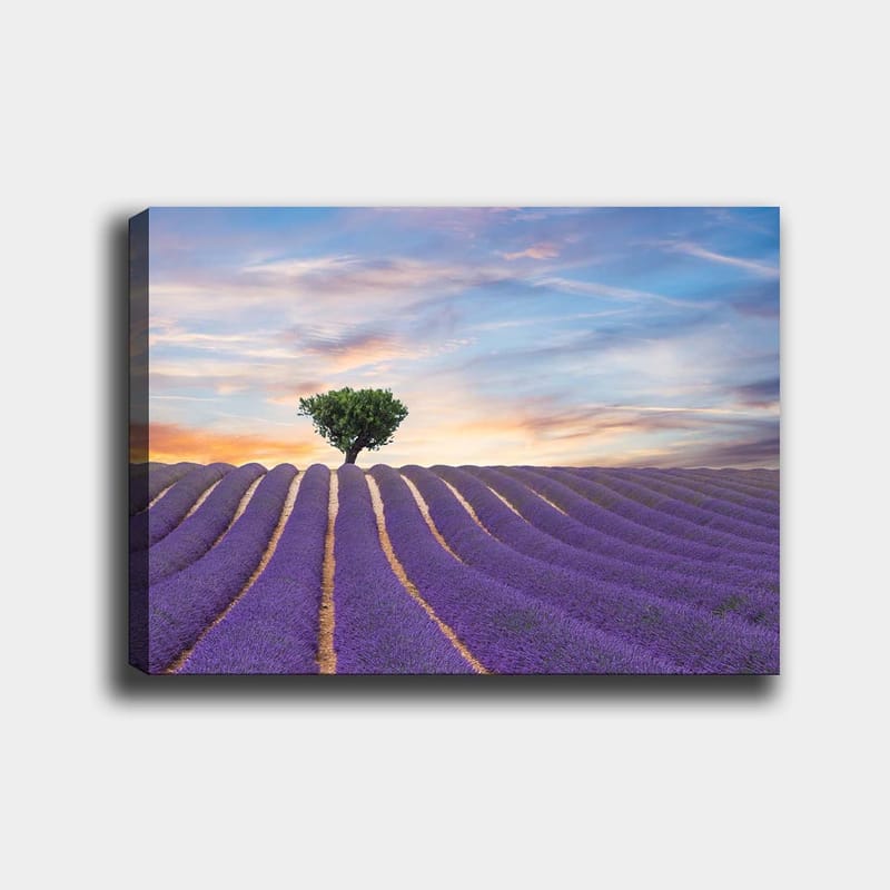 Canvas taulu 70x100 cm - Yksinäinen puunlatvus seisoo ylpeänä laventelipellon yllä pehmeissä, aaltoilevissa riveissä värikkään taivaan alla, Violetti / Vihreä / Keltainen
