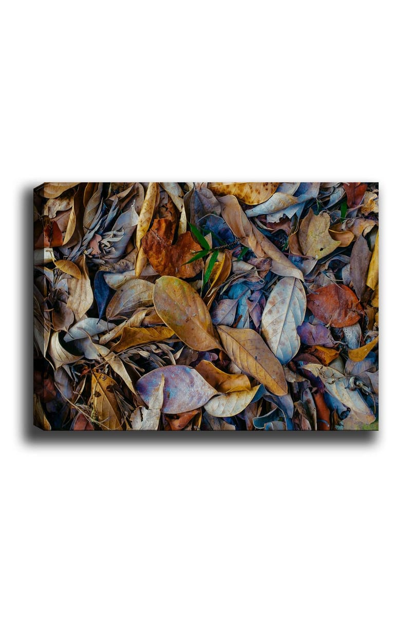 Canvas taulu 70x100 cm - Yksityiskohtainen kokoelma kuivattuja lehtiä eri sävyissä, jotka luovat luonnollisen tekstuurin, Ruskea / Beige / Vihreä