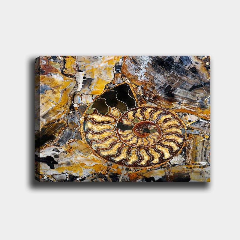 Canvas taulu 70x100 cm - Yksityiskohtainen kuvaus spiraalimaisesta etanasta - Kulta / Ruskea / Musta - Sisustustuotteet - Taulu & taide - Canvas-taulu