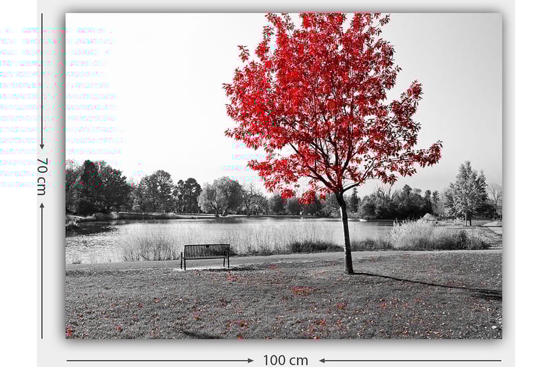 Canvas taulu 70x100 cm - Punainen lehtipuu mustavalkoisessa puistoympäristössä järven rannalla - Punainen / Musta / Harmaa - Sisustustuotteet - Taulu & taide - Canvas-taulu