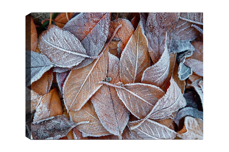 Canvas taulu 70x100 cm - Pakkaslehtiä syksyn väreissä, Oranssi / Harmaa / Valkoinen