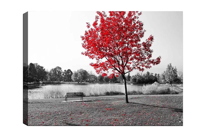 Canvas taulu 70x100 cm - Punainen lehtipuu mustavalkoisessa puistoympäristössä järven rannalla, Punainen / Musta / Harmaa