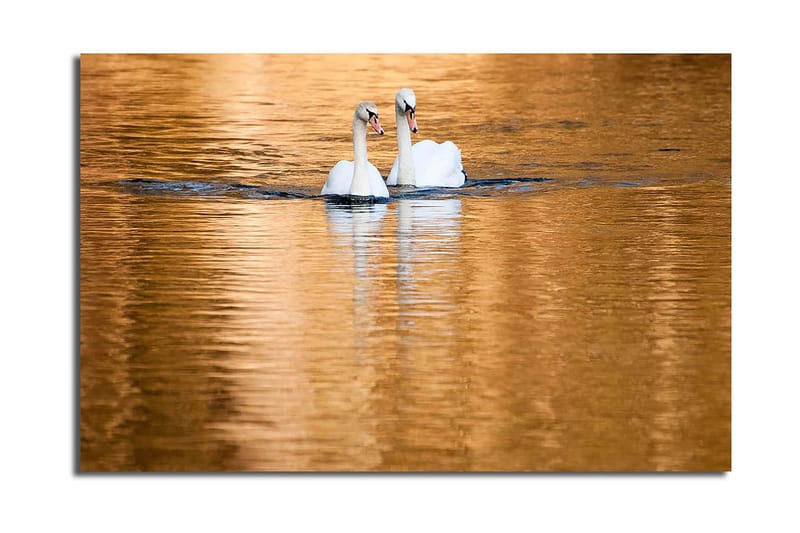 Canvas-taulu 70x45 cm - Kaksi joutsenta uimassa peilimäisissä, kultaisissa vesipinnoissa, Valkoinen / Kulta / Sininen