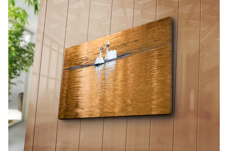 Canvas-taulu 70x45 cm - Kaksi joutsenta uimassa peilimäisissä, kultaisissa vesipinnoissa - Valkoinen / Kulta / Sininen - Sisustustuotteet - Taulu & taide - Canvas-taulu