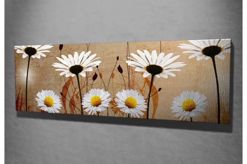 Canvas-taulu 80x30 cm - Kauniita päivänkakkaroita harmonisessa sommitelmassa - Valkoinen / Keltainen / Beige - Sisustustuotteet - Taulu & taide - Canvas-taulu