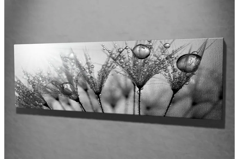 Canvas-taulu 80x30 cm - mustavalkoinen kuva vesipisaroista höyhenillä - Musta / Valkoinen / Harmaa - Sisustustuotteet - Taulu & taide - Canvas-taulu