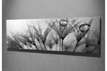 Canvas-taulu 80x30 cm - mustavalkoinen kuva vesipisaroista höyhenillä - Musta / Valkoinen / Harmaa - Sisustustuotteet - Taulu & taide - Canvas-taulu