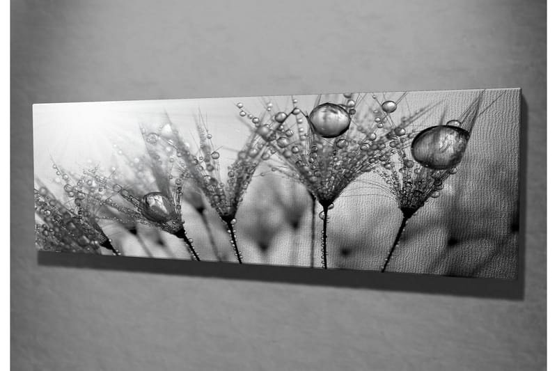 Canvas-taulu 80x30 cm - mustavalkoinen kuva vesipisaroista höyhenillä - Musta / Valkoinen / Harmaa - Sisustustuotteet - Taulu & taide - Canvas-taulu