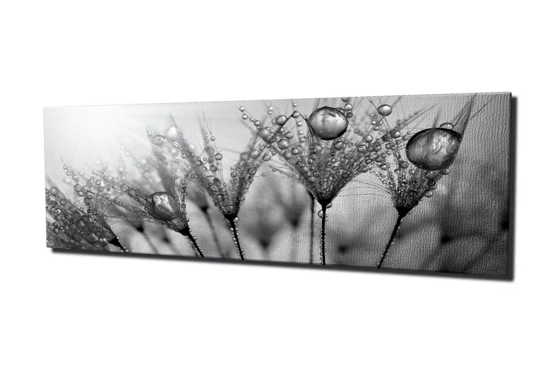 Canvas-taulu 80x30 cm - mustavalkoinen kuva vesipisaroista höyhenillä - Musta / Valkoinen / Harmaa - Sisustustuotteet - Taulu & taide - Canvas-taulu