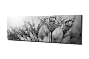 Canvas-taulu 80x30 cm - mustavalkoinen kuva vesipisaroista höyhenillä - Musta / Valkoinen / Harmaa - Sisustustuotteet - Taulu & taide - Canvas-taulu