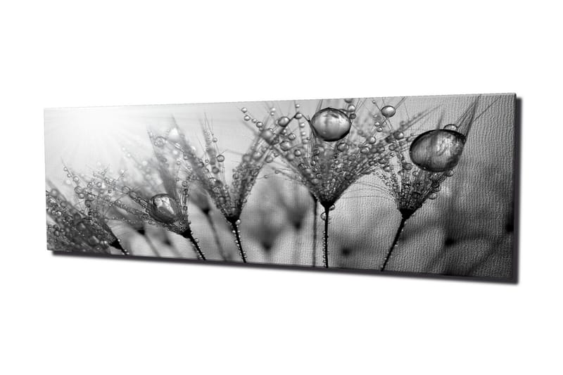 Canvas-taulu 80x30 cm - mustavalkoinen kuva vesipisaroista höyhenillä - Musta / Valkoinen / Harmaa - Sisustustuotteet - Taulu & taide - Canvas-taulu