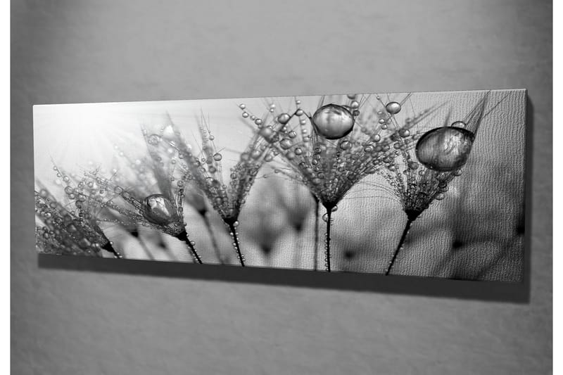 Canvas-taulu 80x30 cm - mustavalkoinen kuva vesipisaroista höyhenillä - Musta / Valkoinen / Harmaa - Sisustustuotteet - Taulu & taide - Canvas-taulu