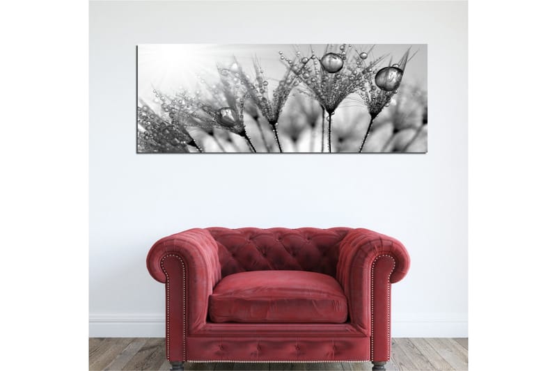 Canvas-taulu 80x30 cm - mustavalkoinen kuva vesipisaroista höyhenillä - Musta / Valkoinen / Harmaa - Sisustustuotteet - Taulu & taide - Canvas-taulu