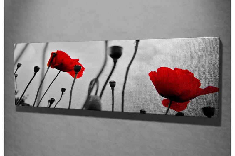 Canvas-taulu 80x30 cm - Punainen unikko mustavalkoista taustaa vasten - Punainen / Musta / Harmaa - Sisustustuotteet - Taulu & taide - Canvas-taulu