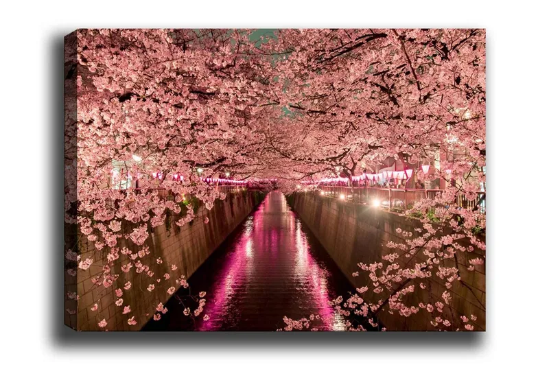 Canvas-taulu - Kirsikankukkia kanavan rannalla, Vaaleanpunainen / Vihreä / Violetti