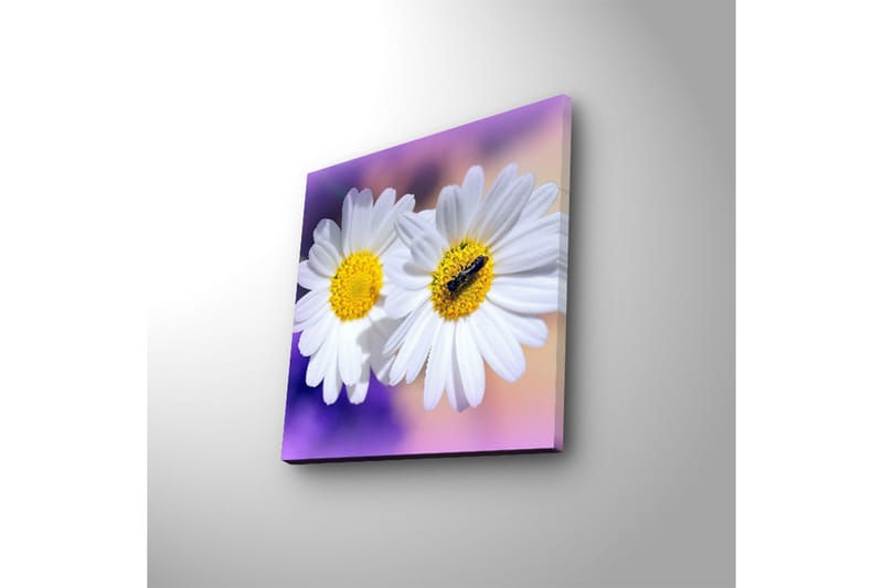 Canvas-taulu LED-valaistuksella 28x28 cm - Kaksi valkoista päivänkakkaraa keltaisilla keskiosilla - Valkoinen / Keltainen / Violetti - Sisustustuotteet - Taulu & taide - Canvas-taulu