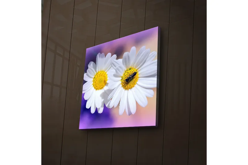 Canvas-taulu LED-valaistuksella 28x28 cm - Kaksi valkoista päivänkakkaraa keltaisilla keskiosilla - Valkoinen / Keltainen / Violetti - Sisustustuotteet - Taulu & taide - Canvas-taulu