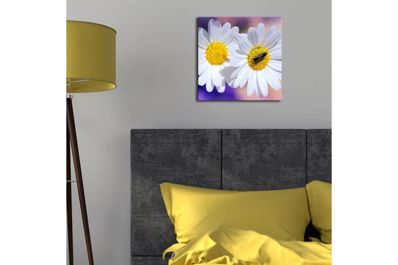 Canvas-taulu LED-valaistuksella 28x28 cm - Kaksi valkoista päivänkakkaraa keltaisilla keskiosilla, Valkoinen / Keltainen / Violetti