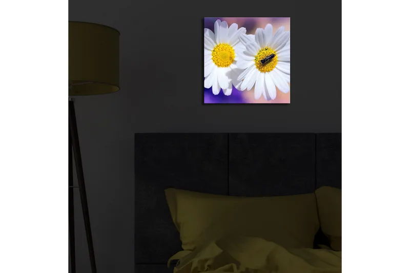 Canvas-taulu LED-valaistuksella 28x28 cm - Kaksi valkoista päivänkakkaraa keltaisilla keskiosilla - Valkoinen / Keltainen / Violetti - Sisustustuotteet - Taulu & taide - Canvas-taulu