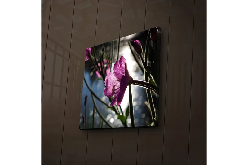 Canvas-taulu LED-valaistuksella 28x28 cm - Kaunis vaaleanpunainen kukka taustavalossa, Vaaleanpunainen / Vihreä / Sininen