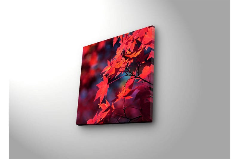 Canvas-taulu LED-valaistuksella 28x28 cm - Kirkkaanpunainen vaahteranlehti syksyn väreissä - Punainen / Oranssi / Tummansininen - Sisustustuotteet - Taulu & taide - Canvas-taulu