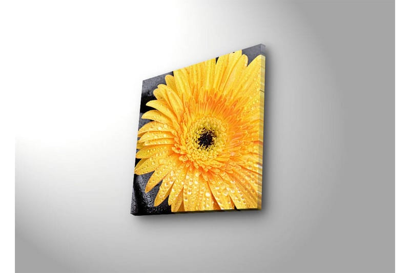 Canvas-taulu LED-valaistuksella 28x28 cm - Upea keltainen gerbera vesipisaroilla - Keltainen / Musta - Sisustustuotteet - Taulu & taide - Canvas-taulu