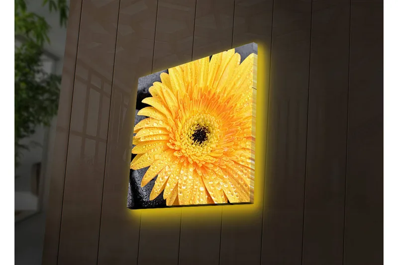 Canvas-taulu LED-valaistuksella 28x28 cm - Upea keltainen gerbera vesipisaroilla, Keltainen / Musta
