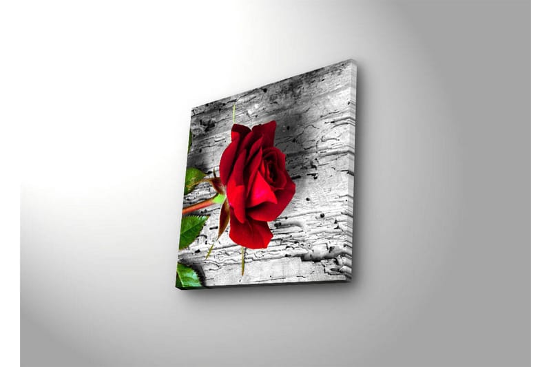Canvas-taulu LED-valaistuksella 28x28 cm - Punainen ruusu harmaata puutaustaa vasten - Punainen / Harmaa / Vihreä - Sisustustuotteet - Taulu & taide - Canvas-taulu