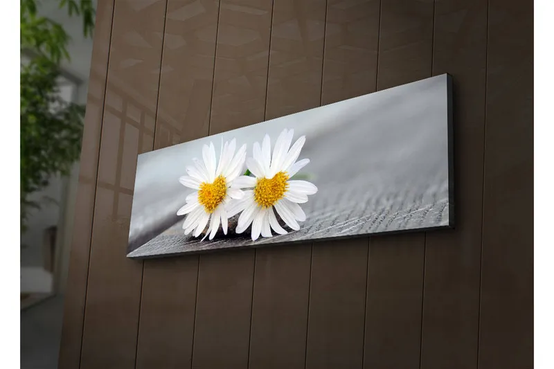 Canvas-taulu LED-valaistuksella 30x90 cm - Kaksi valkoista päivänkakkaraa keltaisilla keskiosilla, Valkoinen / Keltainen
