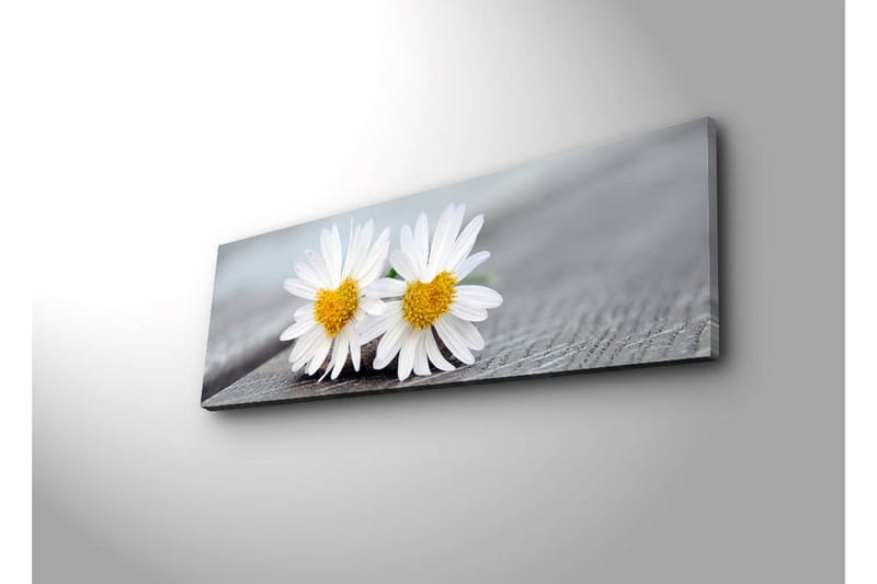 Canvas-taulu LED-valaistuksella 30x90 cm - Kaksi valkoista päivänkakkaraa keltaisilla keskiosilla - Valkoinen / Keltainen - Sisustustuotteet - Taulu & taide - Canvas-taulu