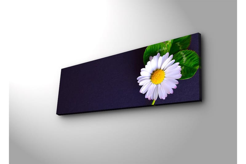 Canvas-taulu LED-valaistuksella 30x90 cm - Kaunis päivänkakkara vihreillä lehdillä tummalla taustalla - Valkoinen / Vihreä / Tummansininen - Sisustustuotteet - Taulu & taide - Canvas-taulu