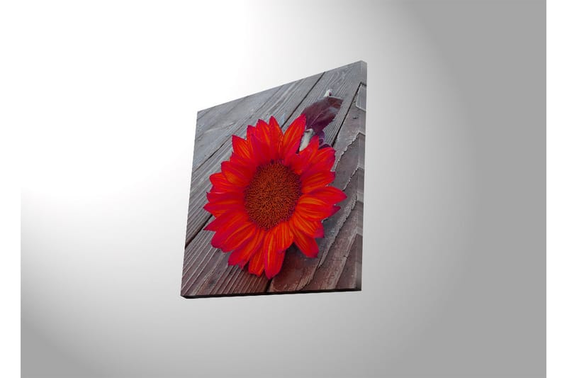 Canvas-taulu LED-valaistuksella 40x40 cm - Auringonkukka intensiivisen punaisilla ja oransseilla lehdillä - Punainen / oranssi - Sisustustuotteet - Taulu & taide - Canvas-taulu