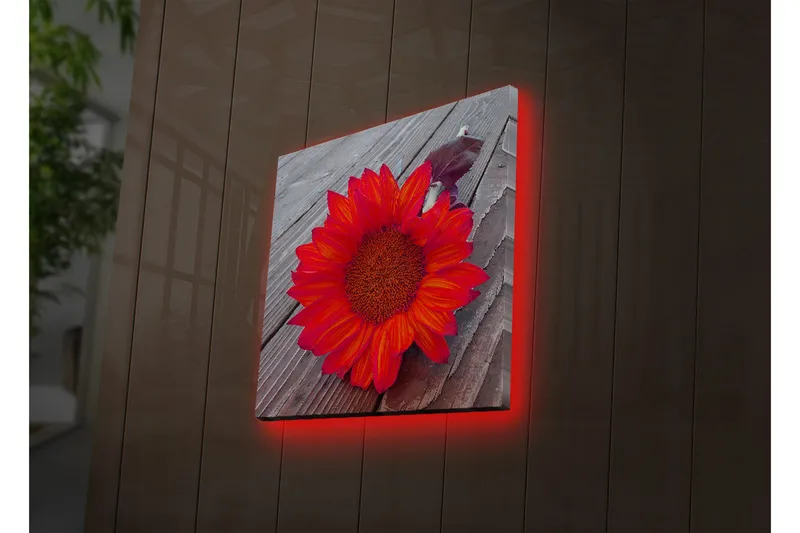 Canvas-taulu LED-valaistuksella 40x40 cm - Auringonkukka intensiivisen punaisilla ja oransseilla lehdillä, Punainen / oranssi