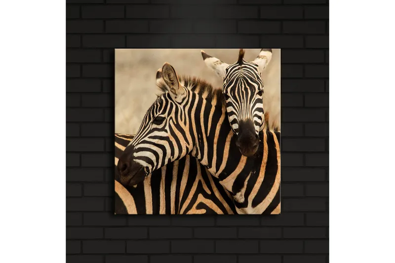 Canvas-taulu LED-valaistuksella 40x40 cm - Kaksi seepraa lähellä toisiaan - Musta / Beige / Valkoinen - Sisustustuotteet - Taulu & taide - Canvas-taulu