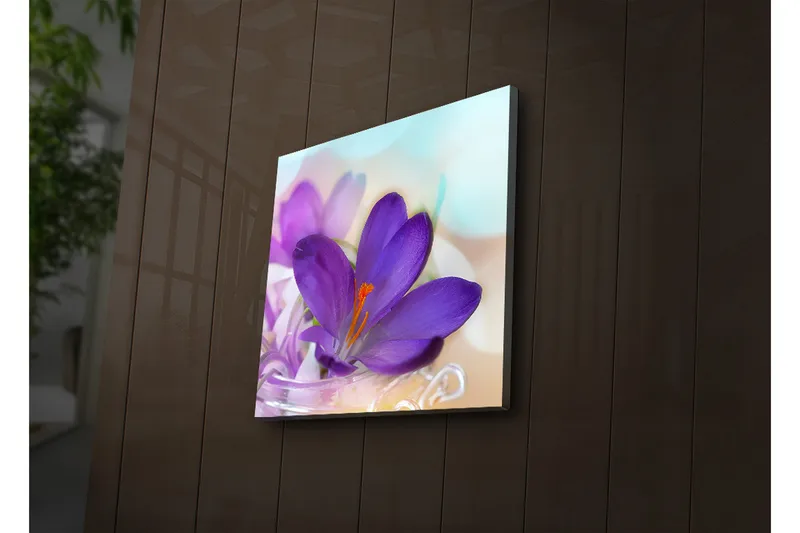 Canvas-taulu LED-valaistuksella 40x40 cm - Kaunis krookus violetin sävyissä, Violetti / Oranssi / Vihreä