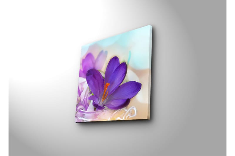 Canvas-taulu LED-valaistuksella 40x40 cm - Kaunis krookus violetin sävyissä - Violetti / Oranssi / Vihreä - Sisustustuotteet - Taulu & taide - Canvas-taulu