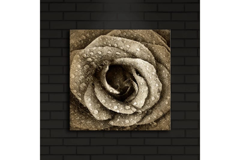 Canvas-taulu LED-valaistuksella 40x40 cm - Kaunis ruusu vesipisaroilla - Beige / Ruskea / Harmaa - Sisustustuotteet - Taulu & taide - Canvas-taulu