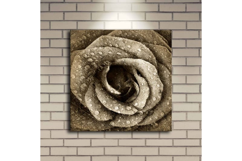Canvas-taulu LED-valaistuksella 40x40 cm - Kaunis ruusu vesipisaroilla - Beige / Ruskea / Harmaa - Sisustustuotteet - Taulu & taide - Canvas-taulu