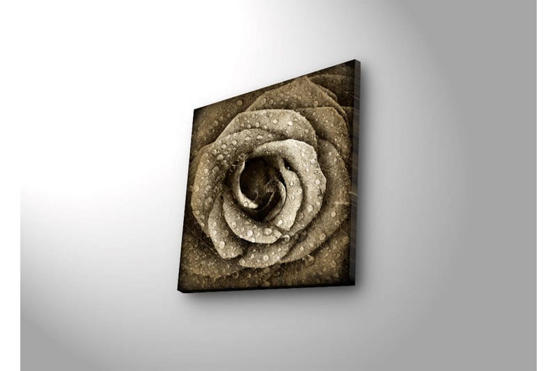 Canvas-taulu LED-valaistuksella 40x40 cm - Kaunis ruusu vesipisaroilla - Beige / Ruskea / Harmaa - Sisustustuotteet - Taulu & taide - Canvas-taulu