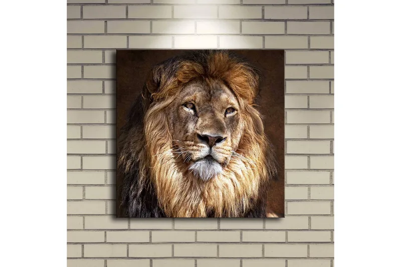 Canvas-taulu LED-valaistuksella 40x40 cm - Majesteettinen leijonanpää yksityiskohtaisella harjalla ja ilmeikkäillä silmillä - Kulta / Ruskea / Beige - Sisustustuotteet - Taulu & taide - Canvas-taulu