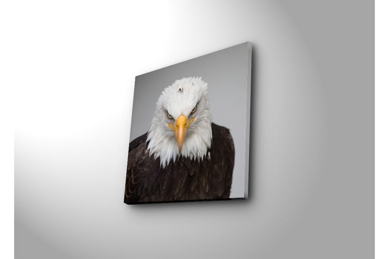 Canvas-taulu LED-valaistuksella 40x40 cm - Majesteettinen merikotka intensiivisellä katseella - Valkoinen / Ruskea / Oranssi - Sisustustuotteet - Taulu & taide - Canvas-taulu