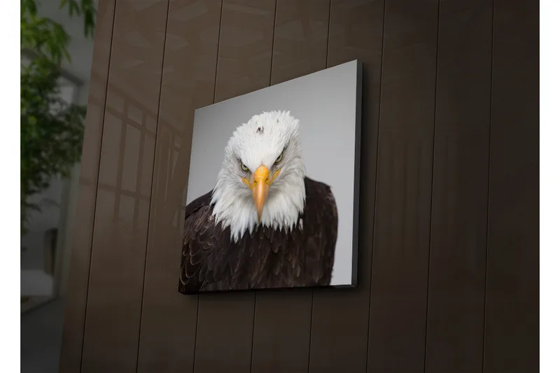 Canvas-taulu LED-valaistuksella 40x40 cm - Majesteettinen merikotka intensiivisellä katseella, Valkoinen / Ruskea / Oranssi