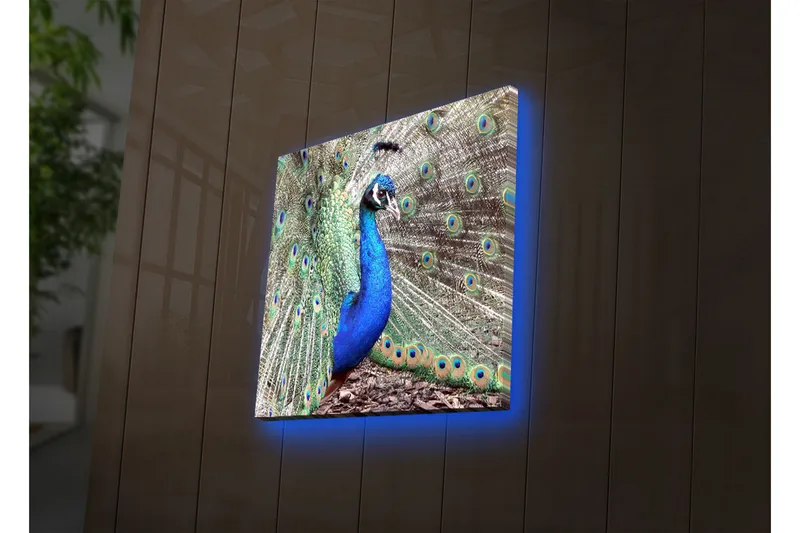 Canvas-taulu LED-valaistuksella 40x40 cm - Upea riikinkukko levitetyllä pyrstöhöyhenpeitteell ä, Sininen / Vihreä / Ruskea