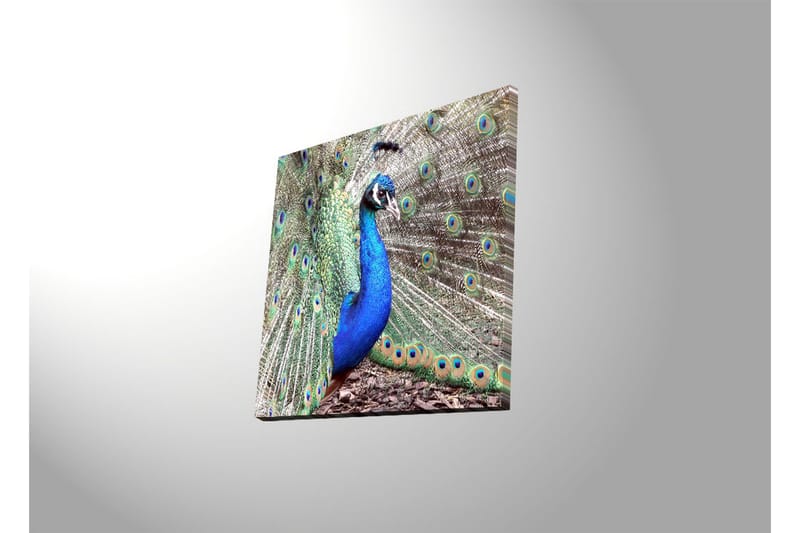 Canvas-taulu LED-valaistuksella 40x40 cm - Upea riikinkukko levitetyllä pyrstöhöyhenpeitteellä - Sininen / Vihreä / Ruskea - Sisustustuotteet - Taulu & taide - Canvas-taulu