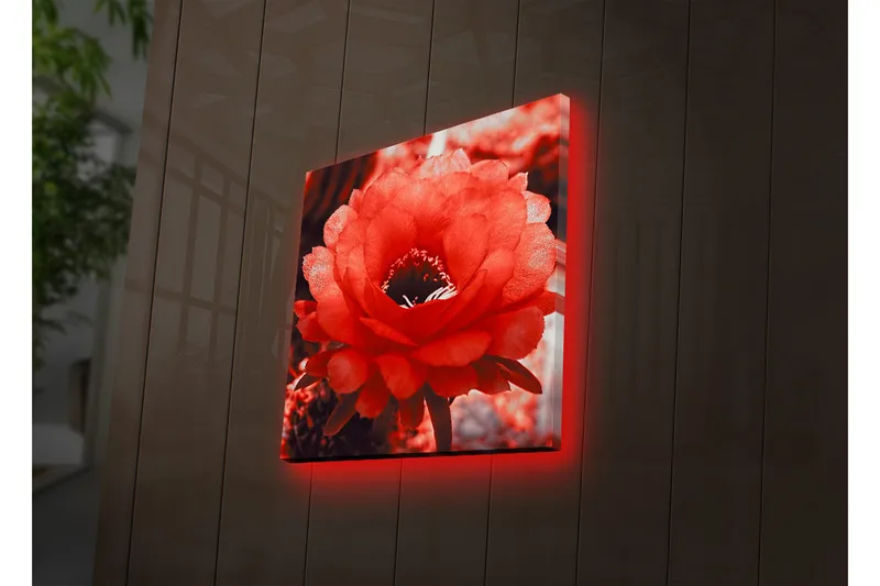 Canvas-taulu LED-valaistuksella 40x40 cm - Upea punainen kaktuskukka täydessä kukassa, Punainen / Harmaa