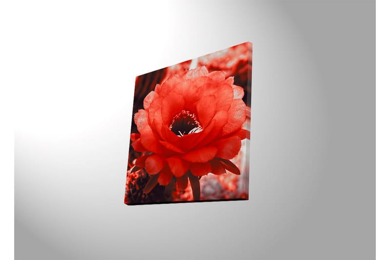 Canvas-taulu LED-valaistuksella 40x40 cm - Upea punainen kaktuskukka täydessä kukassa - Punainen / Harmaa - Sisustustuotteet - Taulu & taide - Canvas-taulu
